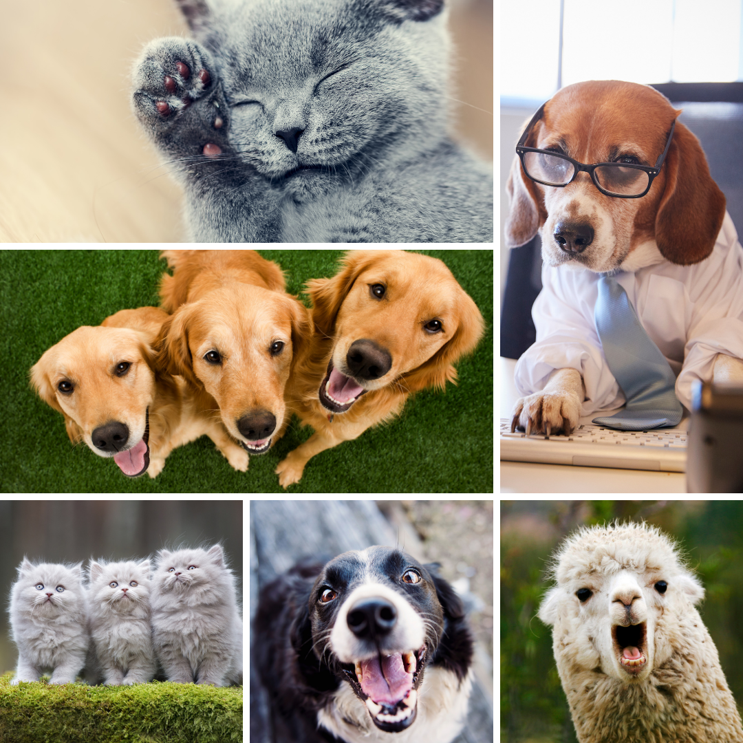 Improve your search rank by stuffing your site with pet photos - Happy April Fools