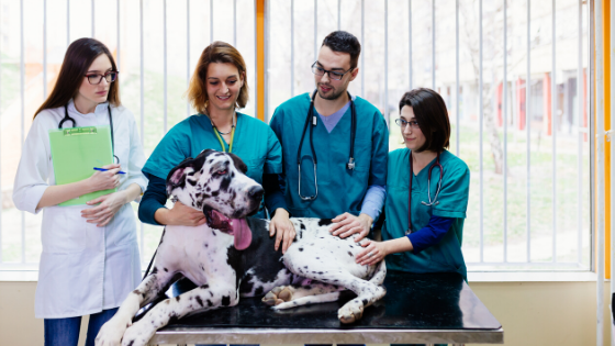 How to recruit Veterinarians during low unemployement