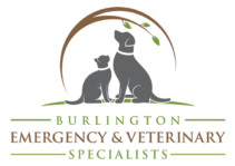 Image: Burlington Emergency & Veterinary Specialists