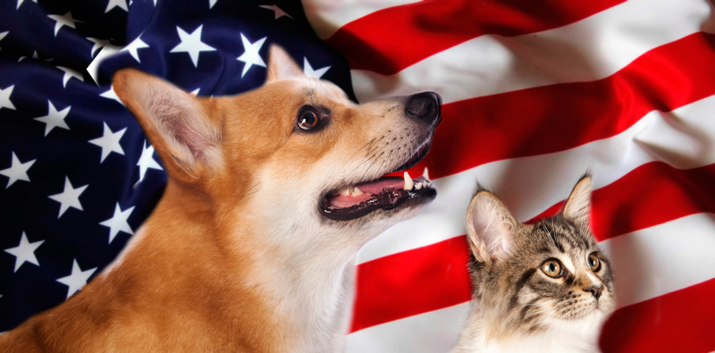 dog and cat in front of US flag
